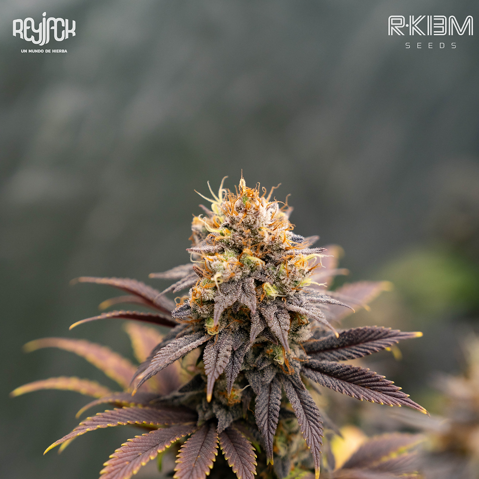 Icer - R-Kiem