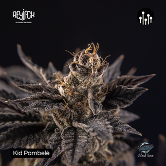 Genéticas de Combate - Black Tuna