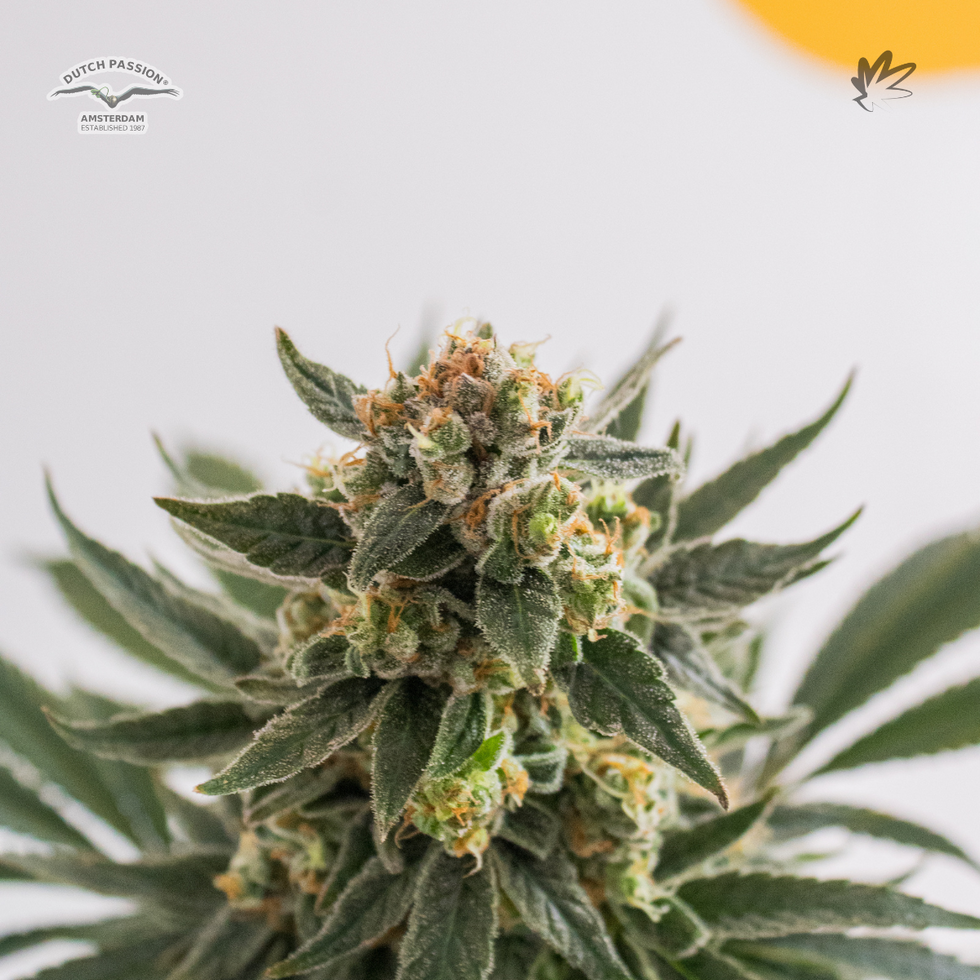 Banana Blaze - Dutch Passion