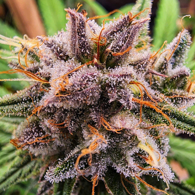 Miniatura: Strawberry Cough