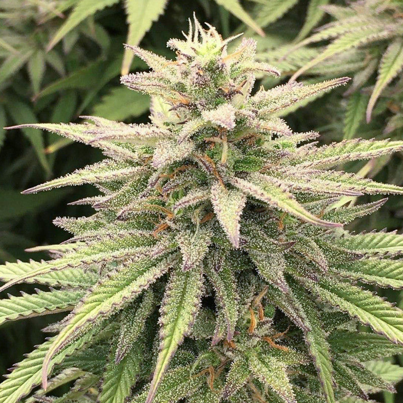 Miniatura: CBD Skunk Haze
