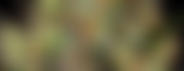 Sativas inolvidables: Chocolate Wafflez