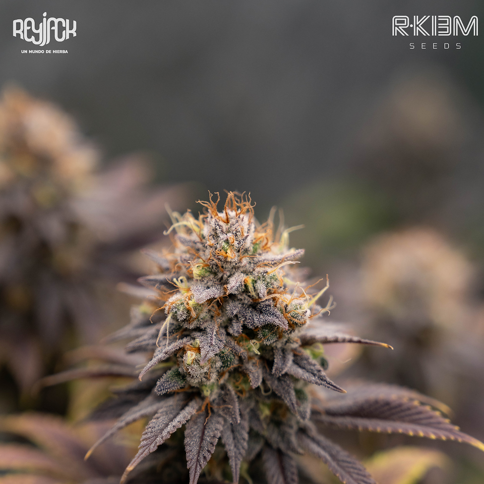 Icer - R-Kiem
