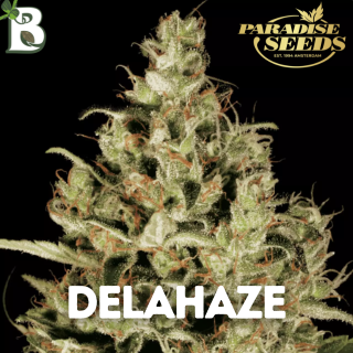 Delahaze PARADISE SEEDS