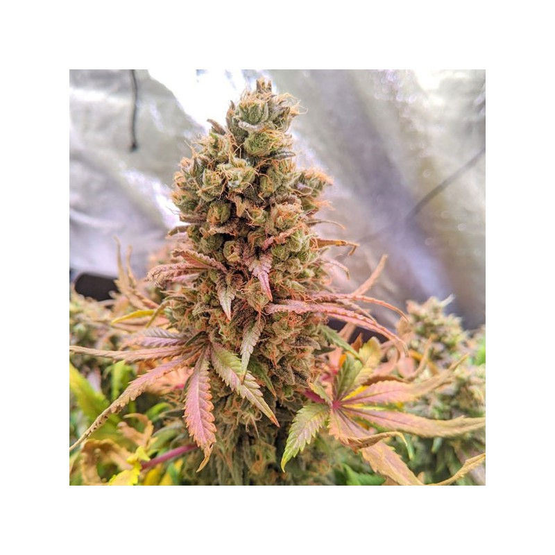 Miniatura: Passion Fruit