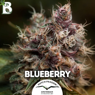 Blueberry DUTCH PASSION