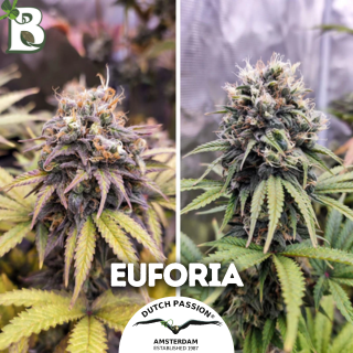 Euforia DUTCH PASSION