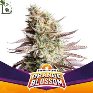 Orange Blossom BSF