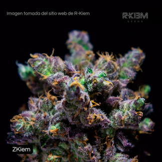 Genéticas de Combate - R-Kiem Seeds