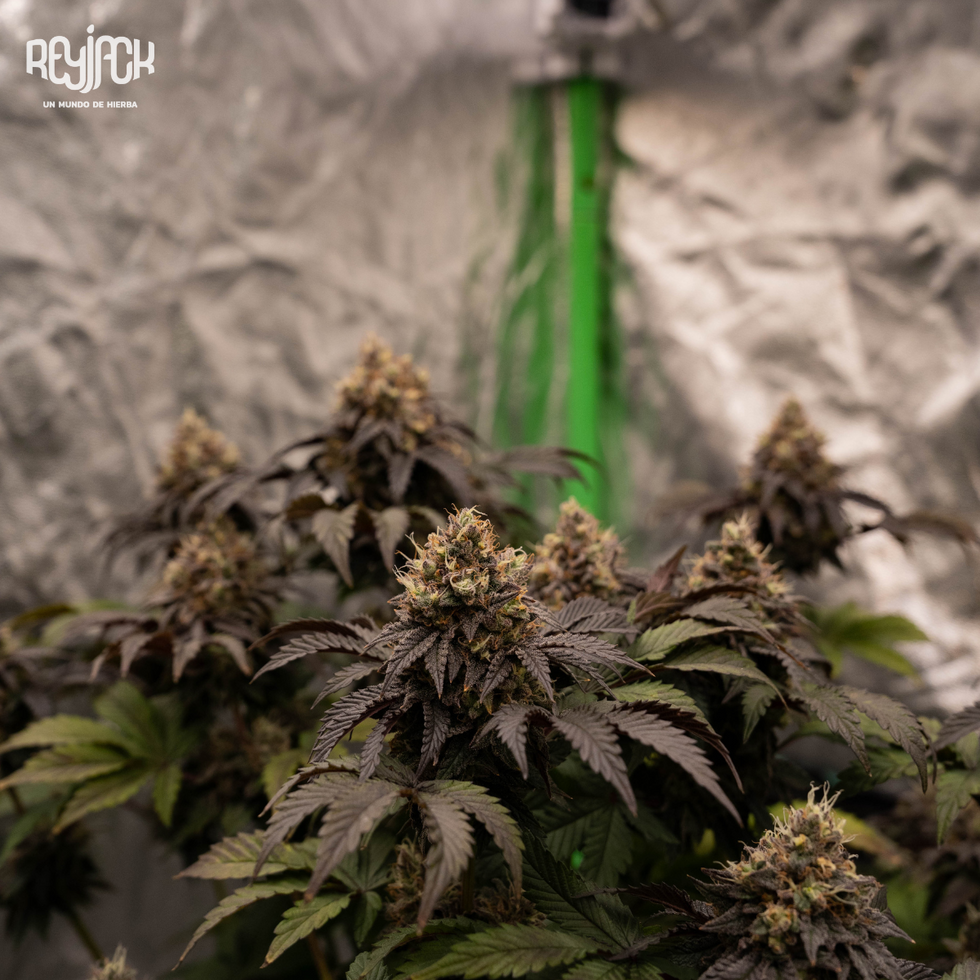 Happy Lora - Black Tuna