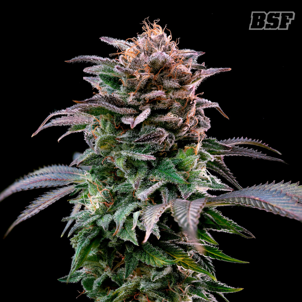 Gorilla Banana - BSF