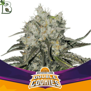 Double Cookies BSF