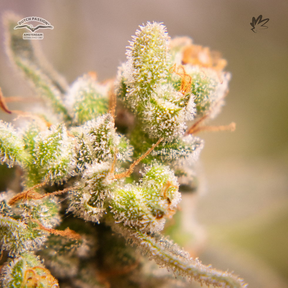 Banana Blaze - Dutch Passion