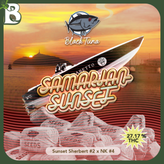 Samarian Sunset BLACK TUNA