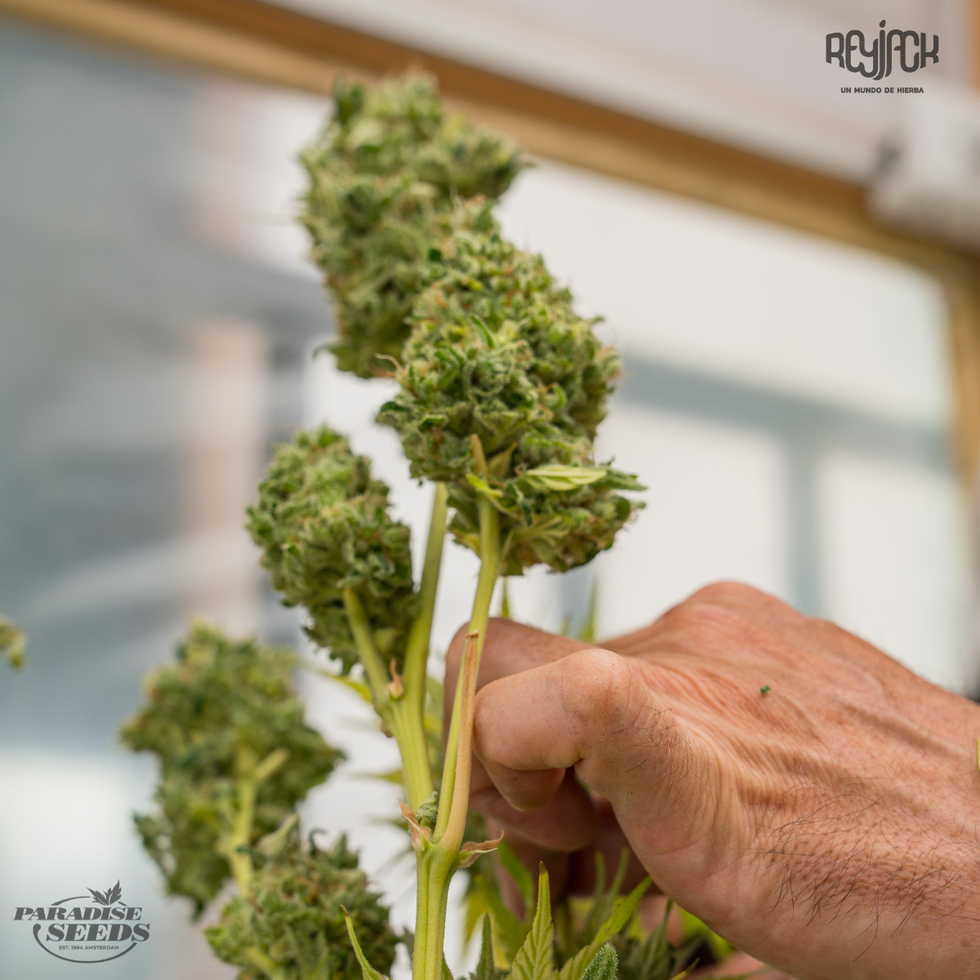 Gulupa - Paradise Seeds