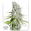 Miniatura: CBD Skunk Haze