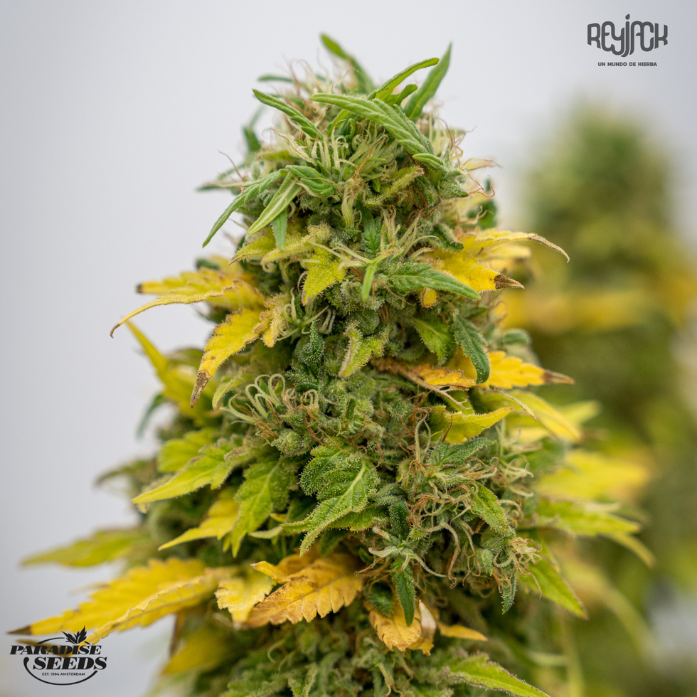 Gulupa - Paradise Seeds