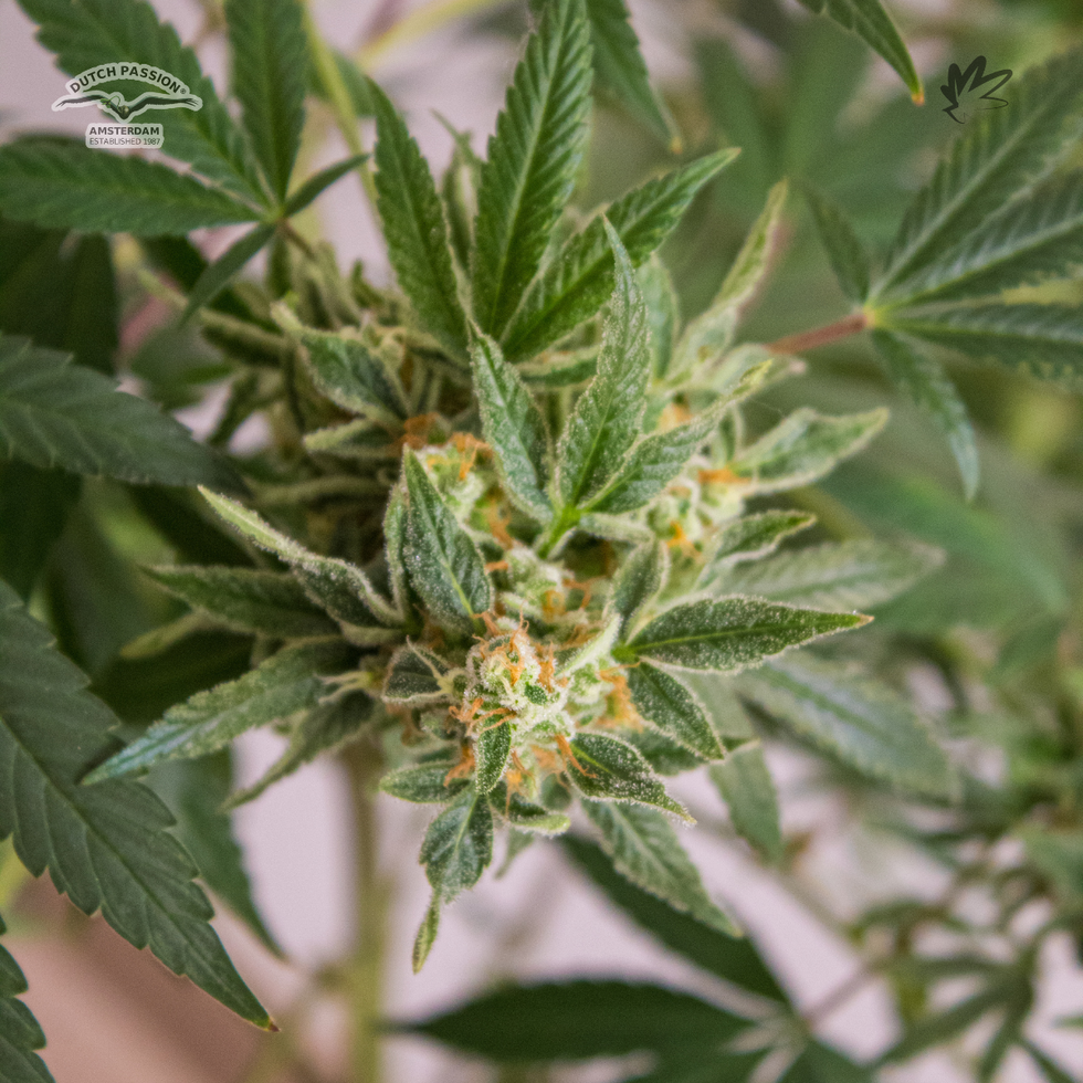 Banana Blaze - Dutch Passion