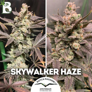 Skywalker Haze DUTCH PASSION