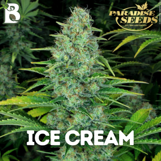 Ice Cream PARADISE SEEDS