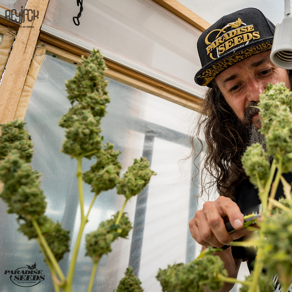 Gulupa - Paradise Seeds