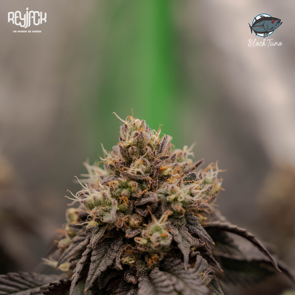 Happy Lora - Black Tuna