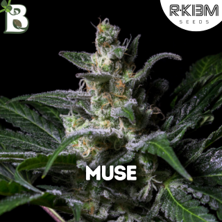 Muse R-KIEM