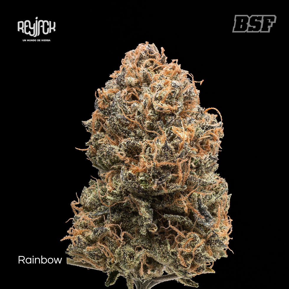 Genéticas Tropicales - BSF Seeds