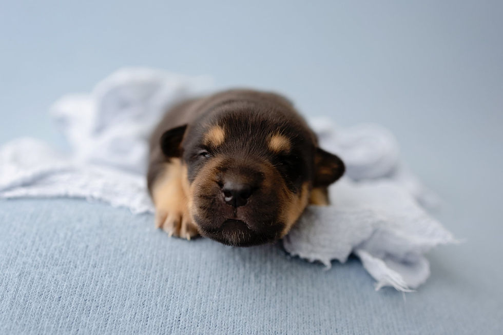 Bear photoshoot (2).JPG