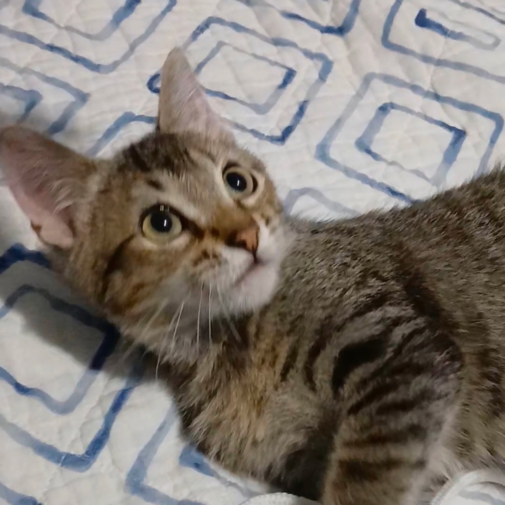 Gizmo