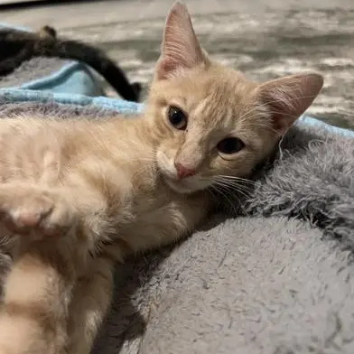 Butterscotch