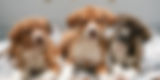 438101088_845583214280668_737067422172709562_n_edited.jpg