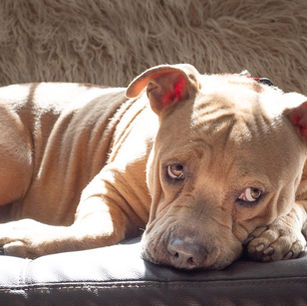 Ways to Treat Your Dog's Nausea