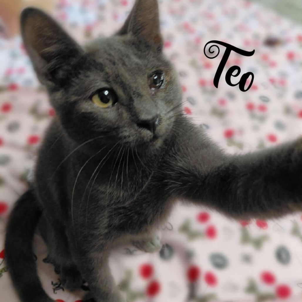 Teodoro