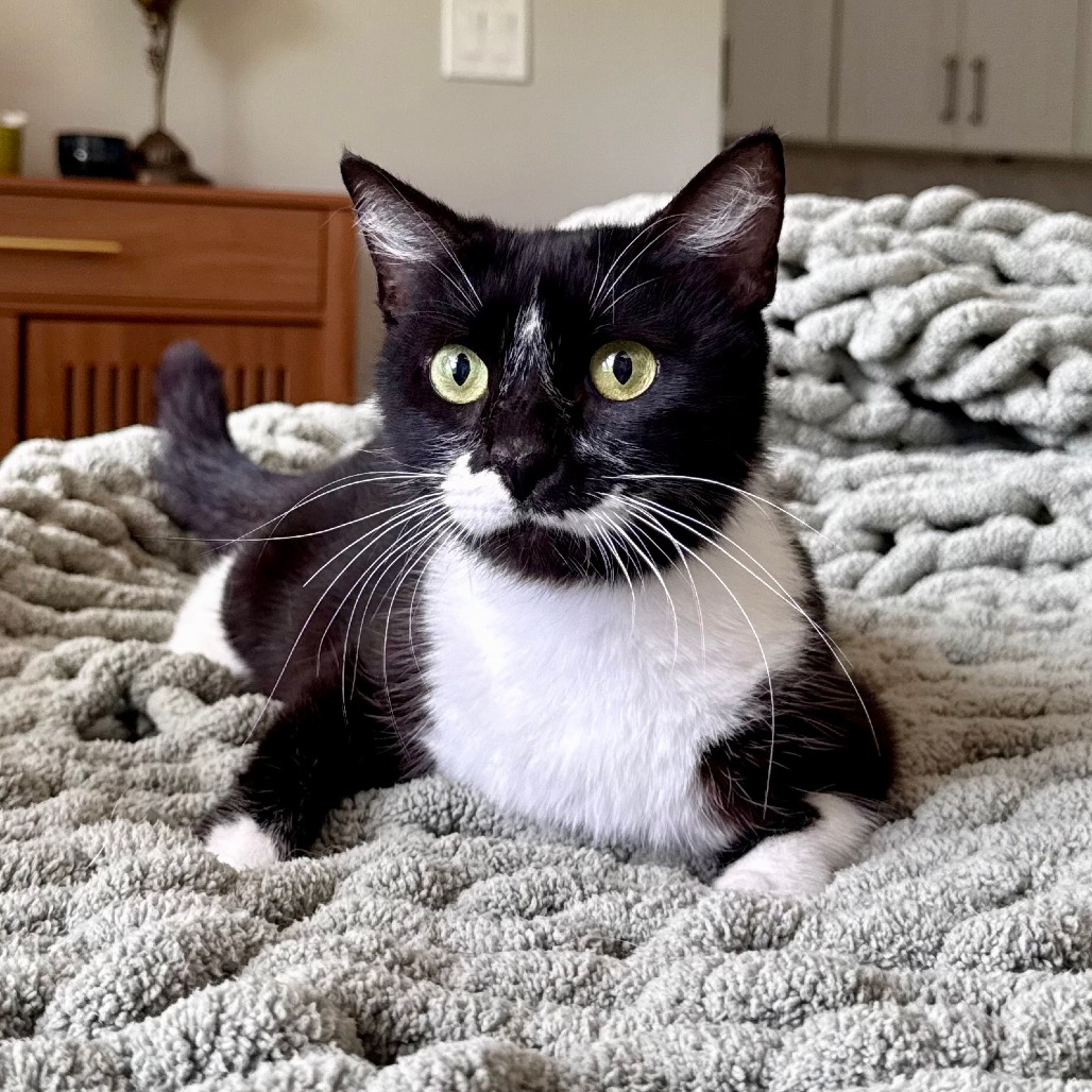 Purrkinson
