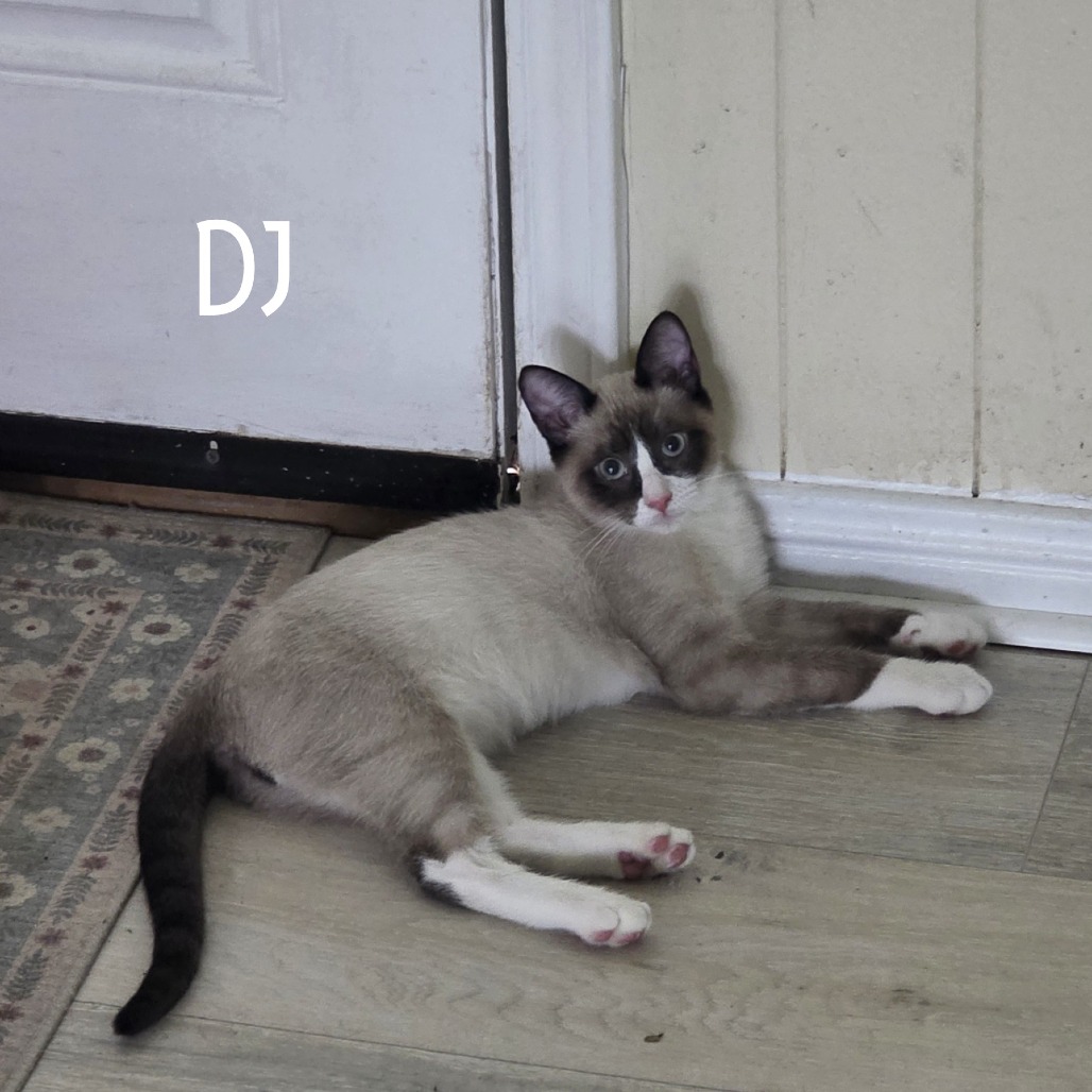 DJ - LHKR 26-015