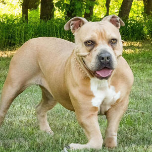 Whiskey Sour: A Story of Resilience and the Search for a Forever Home