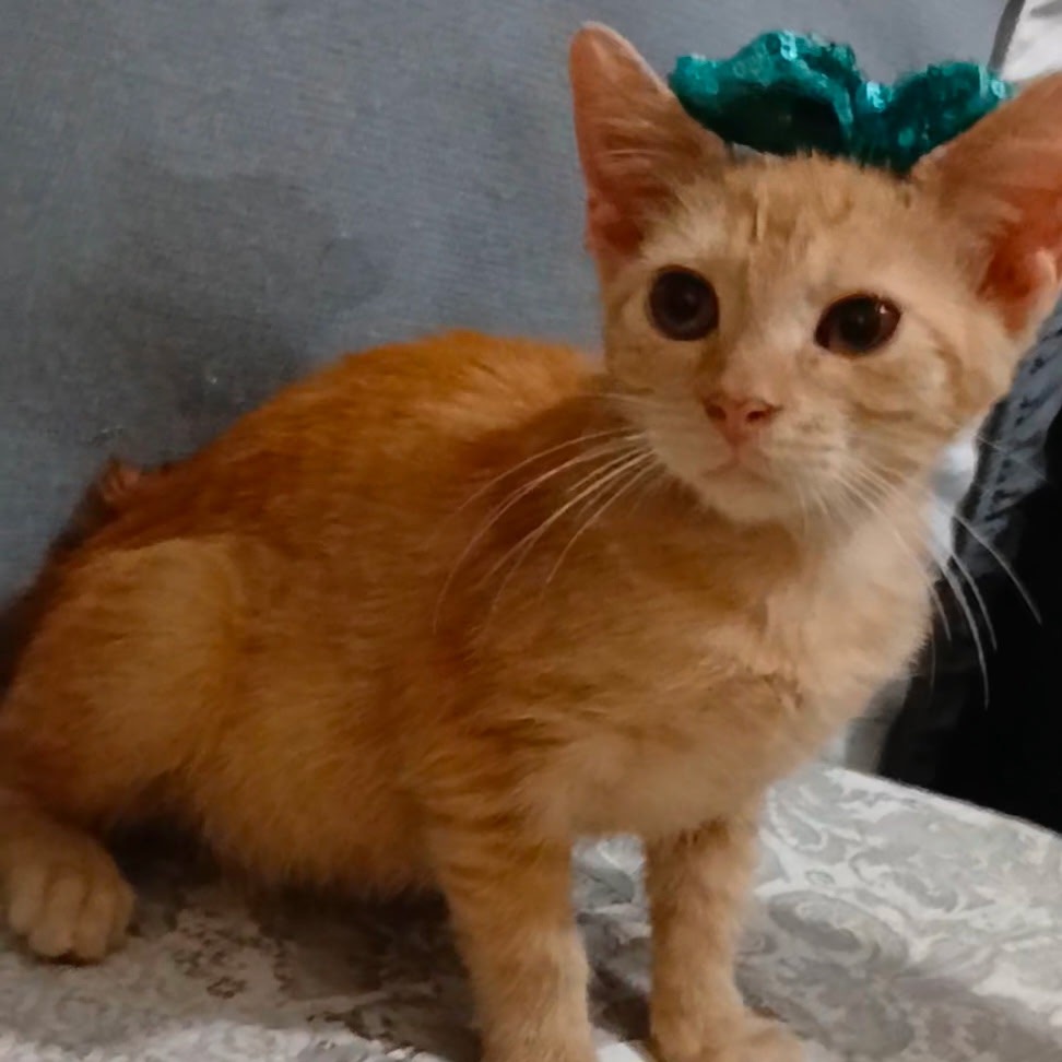 Ginger