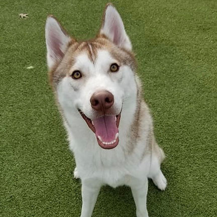 Aspen's Story