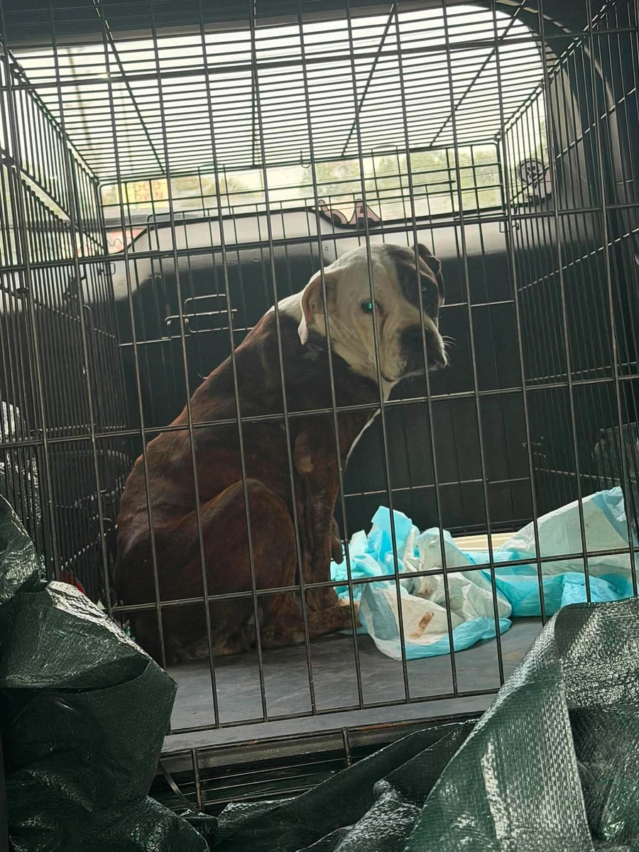 Willow resting in a transport crate on her way to safety