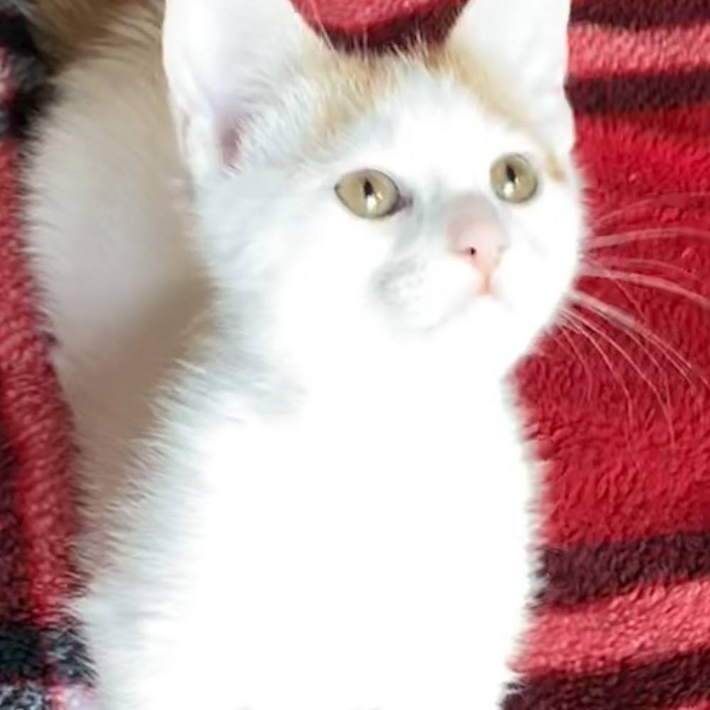 Nugget(Vanessa L)