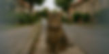 ChatGPT Image May 30, 2025, 12_18_48 PM_edited.jpg