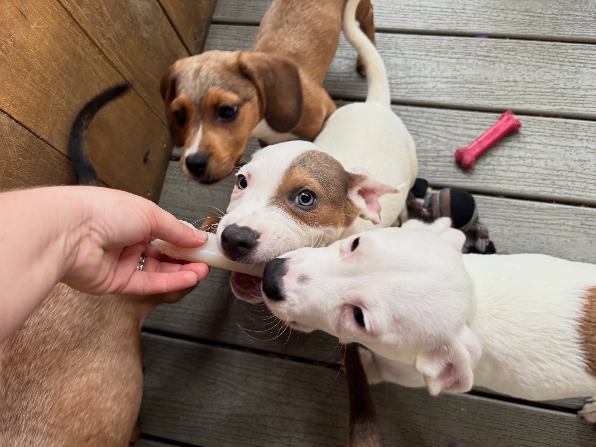 Helping Your Rescue Dog Settle Into a Routine After Adoption