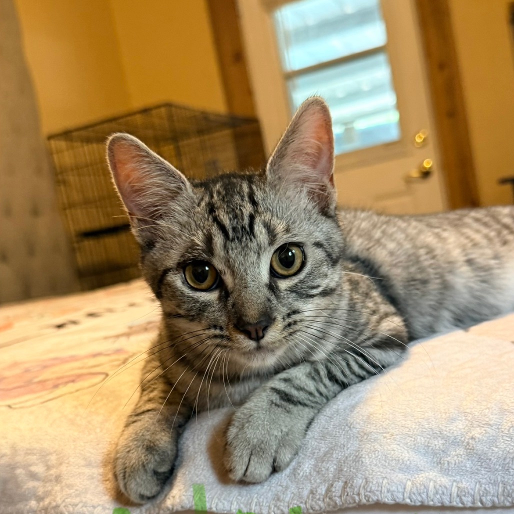 Niko