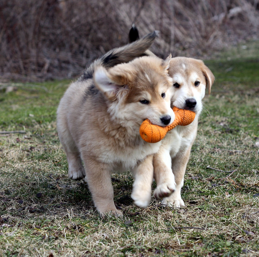 Two small puppies sitting together, highlighting the bonded pairs and puppy adoptions available at PawSafe.