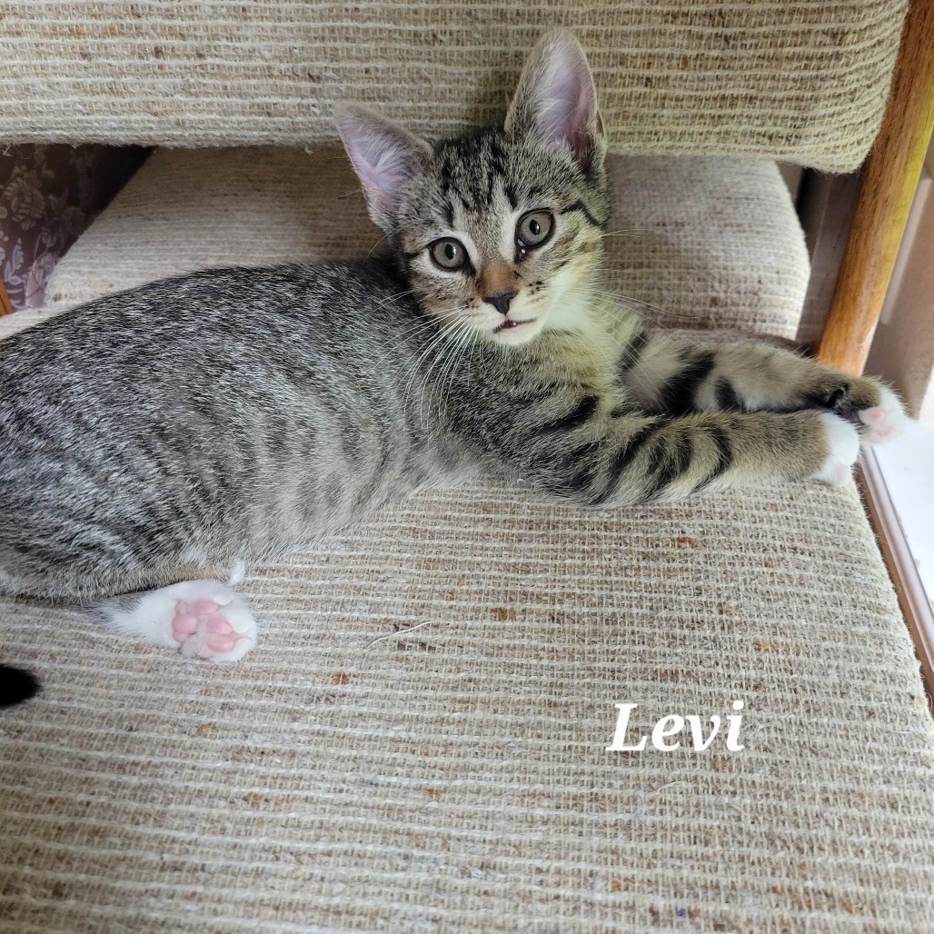 Levi (joan J)