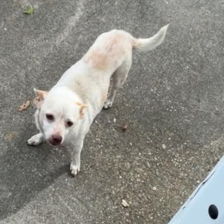 Chico 