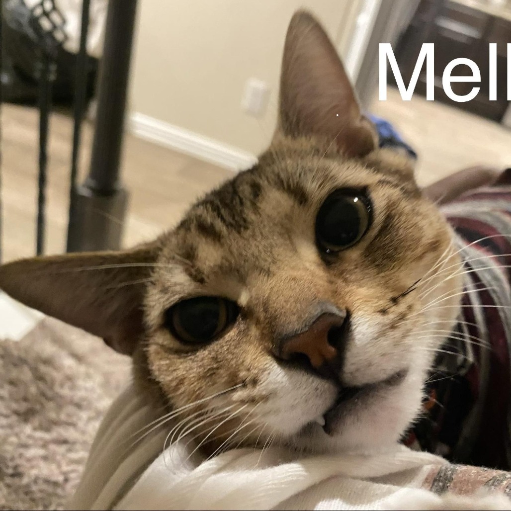 Mellow