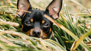 Dog Seasonal Allergies: How to Spot Them and How to Help