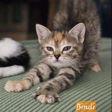 Bindi(Samantha W)